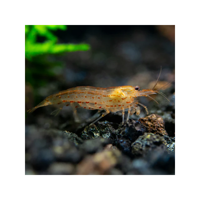 Caridina Multidentata "japonica" ORANGE 1-2cm