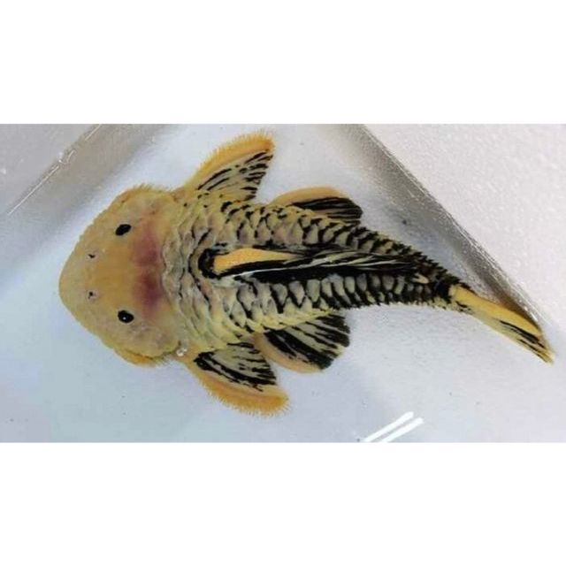l056 Parancistrus aurantiacus Xanto-Black 10/12cm