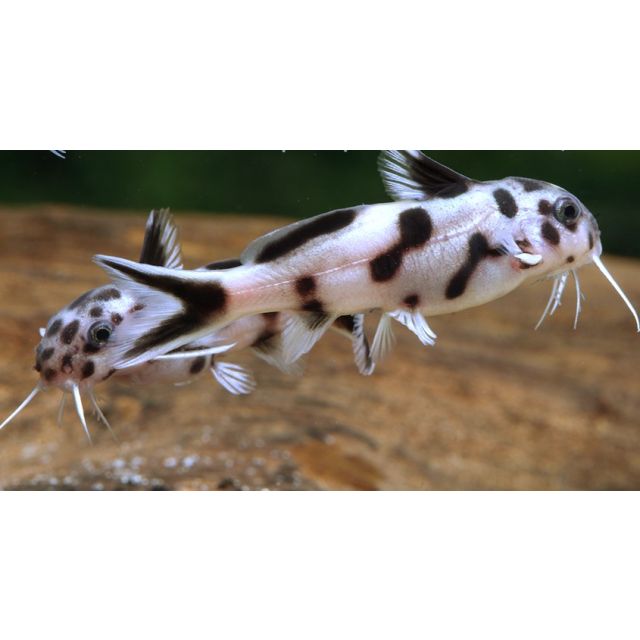 Synodontis Polli white 3cm