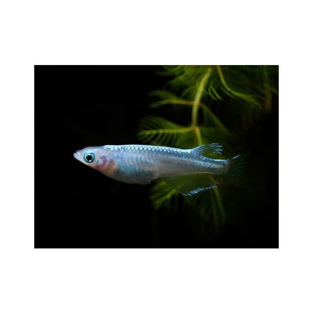 Oryzias latipes (Medaka) Platinum