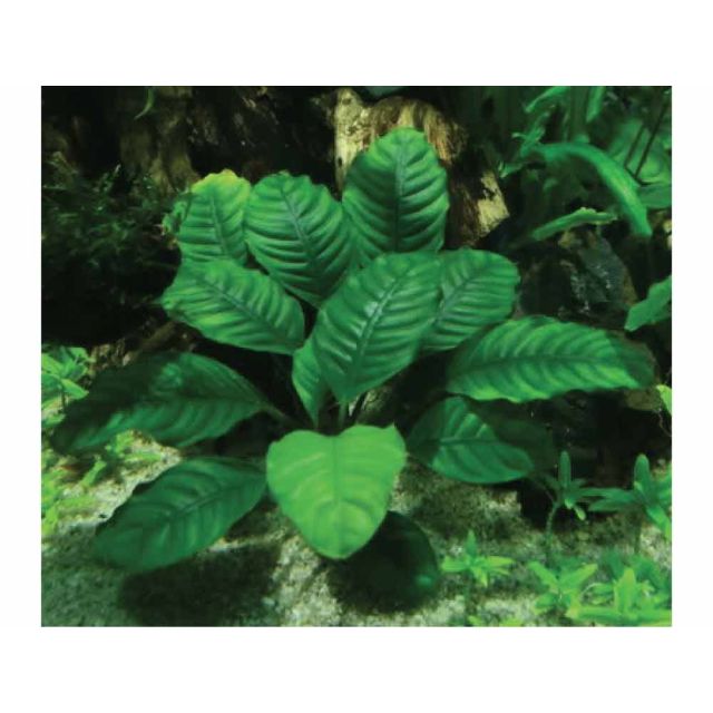 Anubias barteri "coffeefolia"