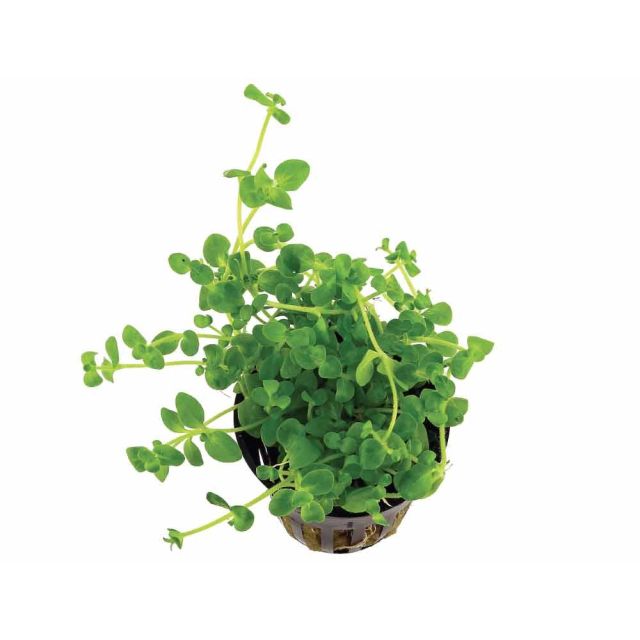 Bacopa australis