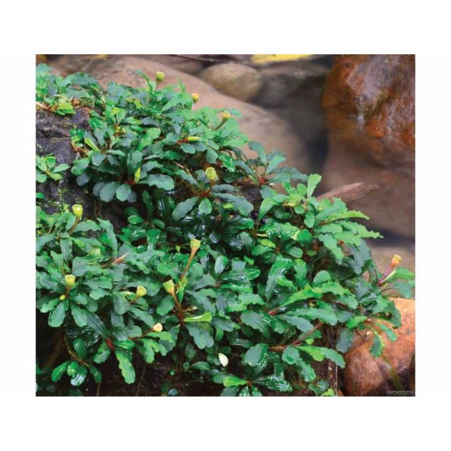 Bucephalandra sp.
