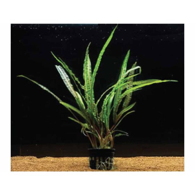 Cryptocoryne wendtii green