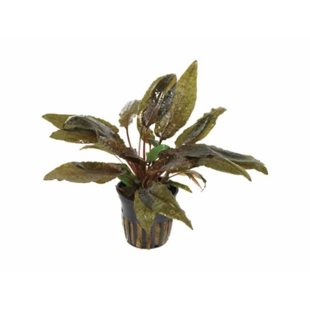 Cryptocoryne wendtii " Tropica"