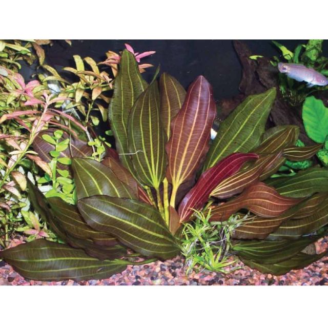 Echinodorus sp. Rosè