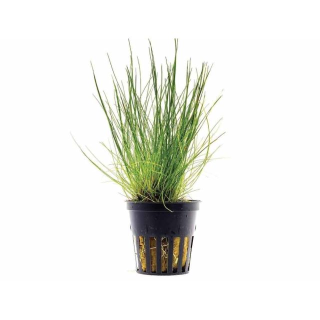 Eleocharis acicularis