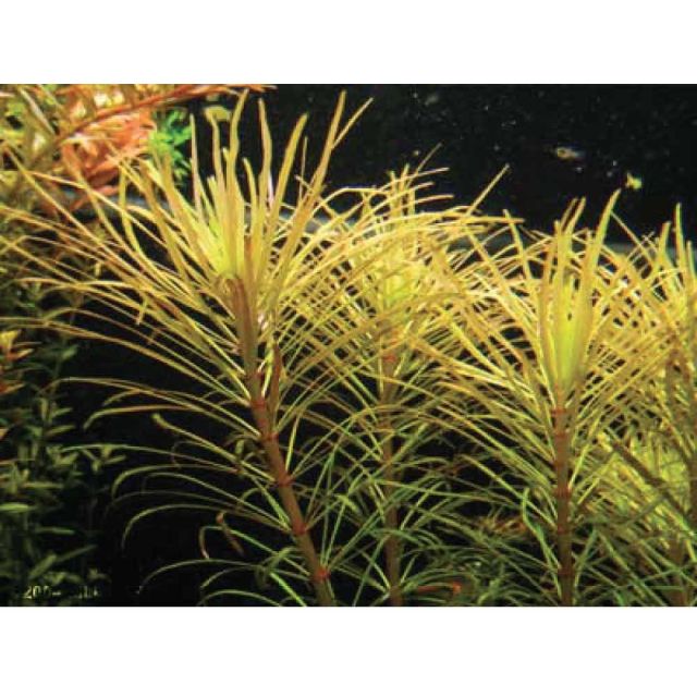 Pogostemon stellatus "Eusteralis"