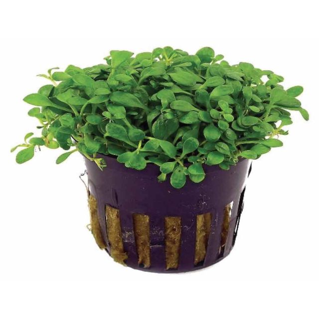 Glossostigma elationoides