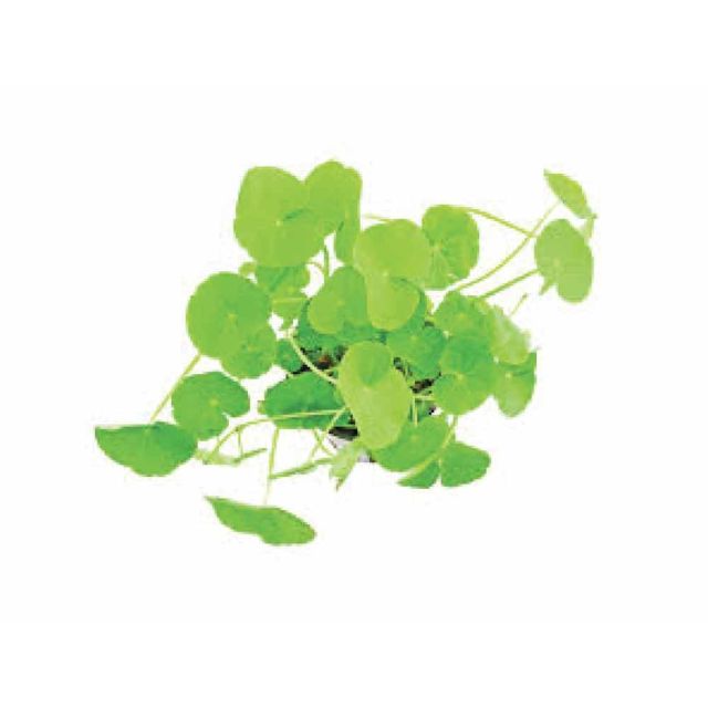 Hydrocotyle leucocephala