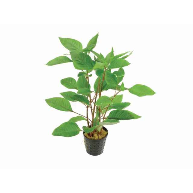 Hygrophila corymbosa