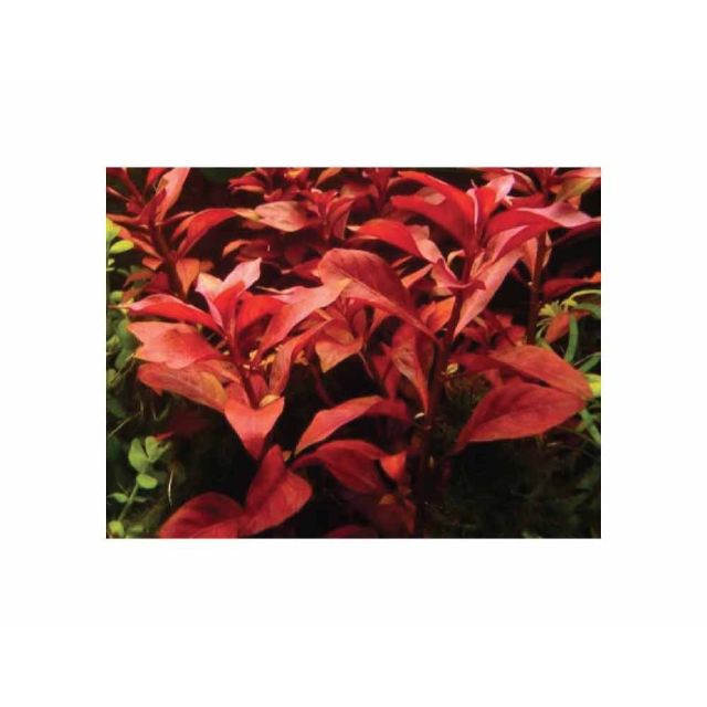 Ludwigia repens "rubin"