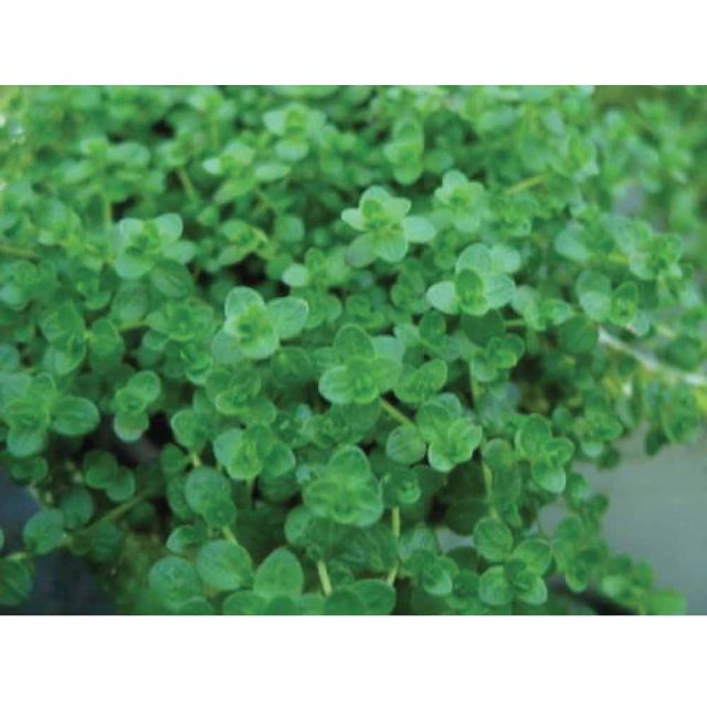 Micranthemum umbrosum