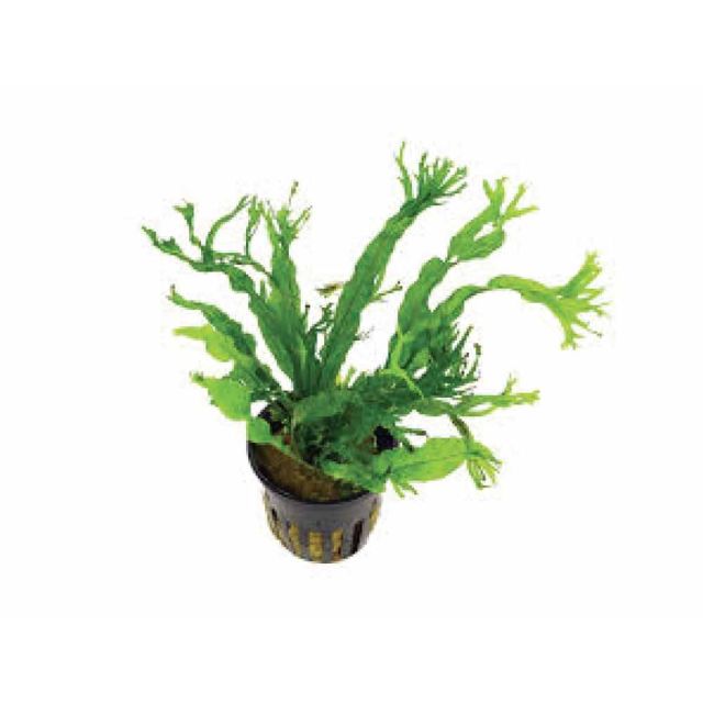 Microsorum pteropus windelov