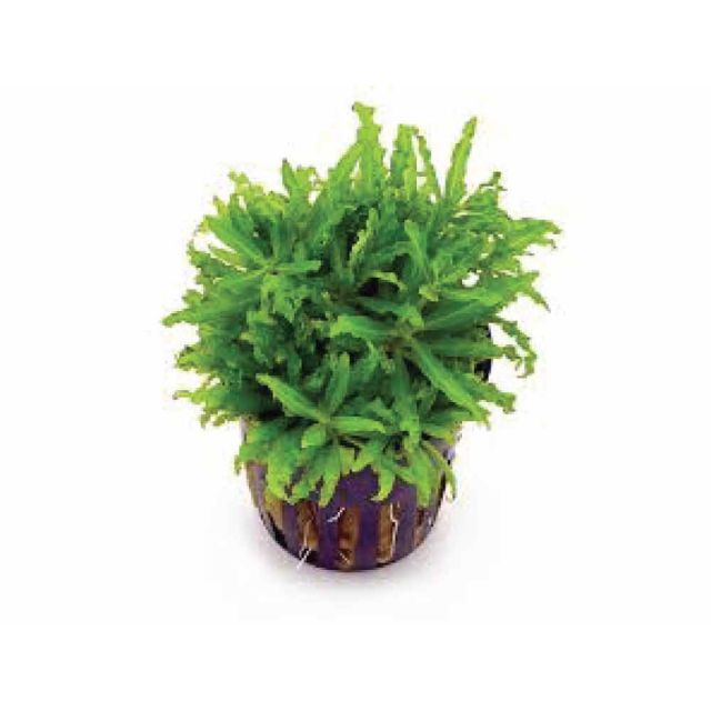 Pogostemon helferi