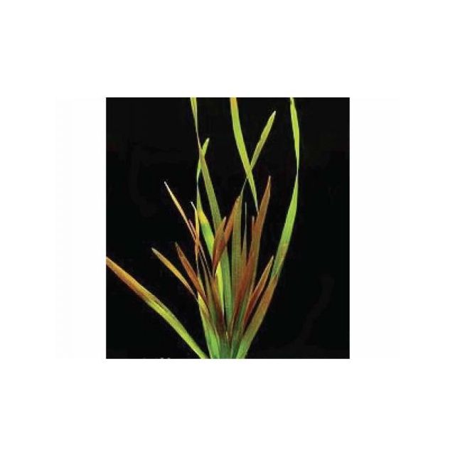 Vallisneria americana Rubra