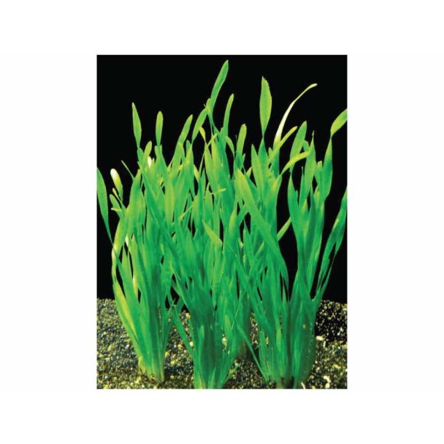 Vallisneria spiralis