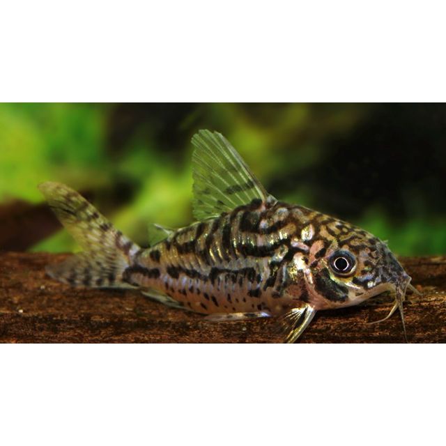 Corydoras sodalis