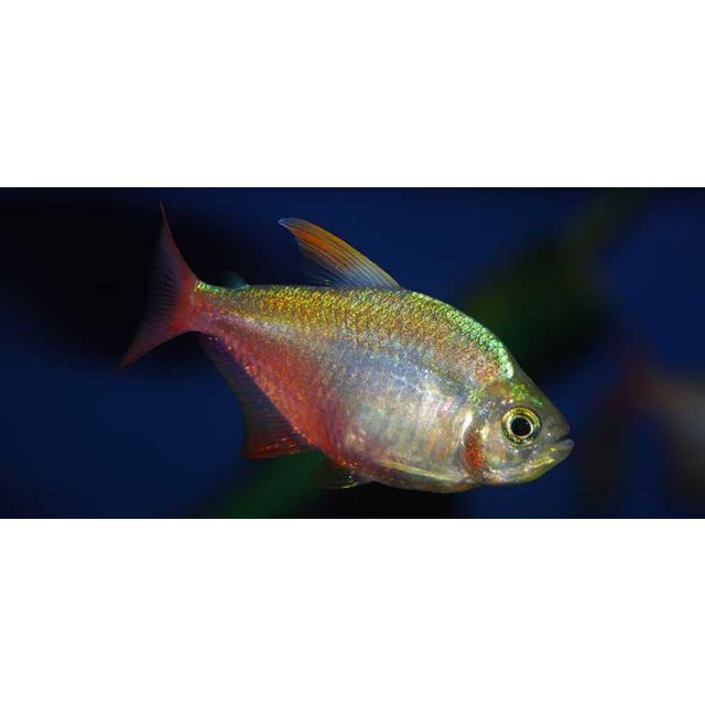 Hyphessobrycon columbianus 2-3cm