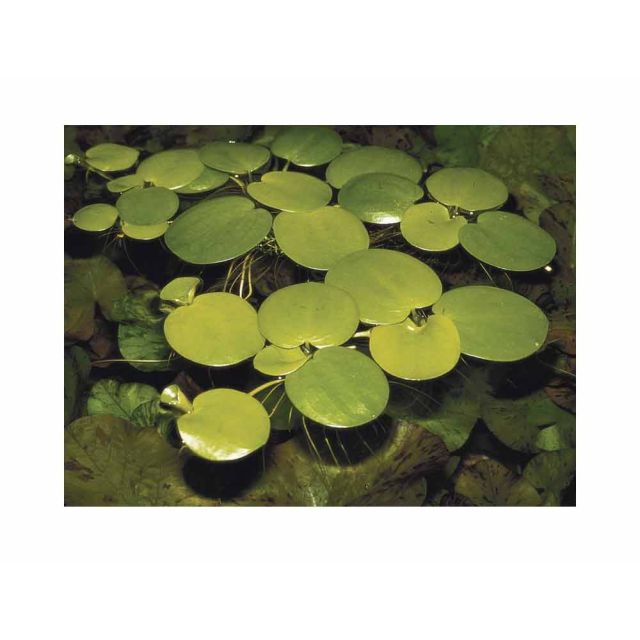 Limnobium laevigatum PORZIONE