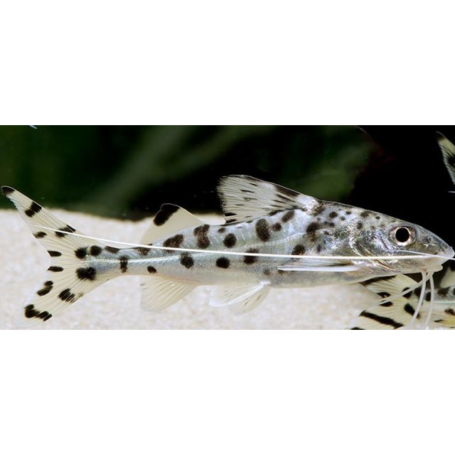 Pimelodus pictus 5-6cm