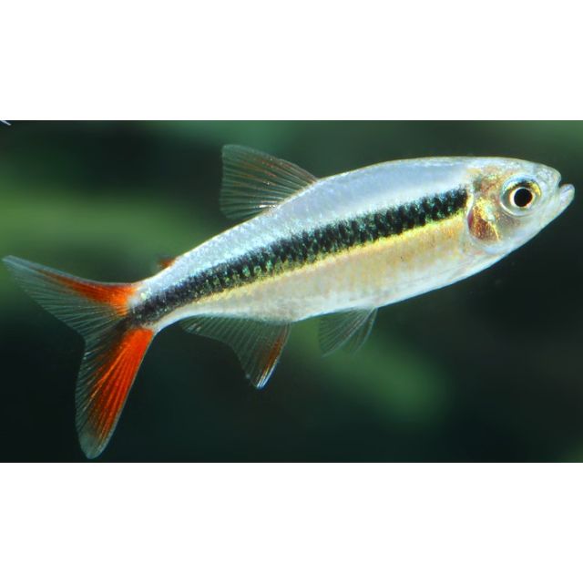 Thayeria Boehlkei red tail 3-4cm