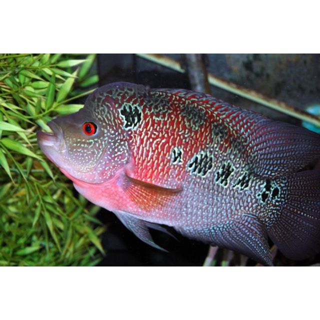 Cichlasoma sp. Flowerhorn  5/7cm