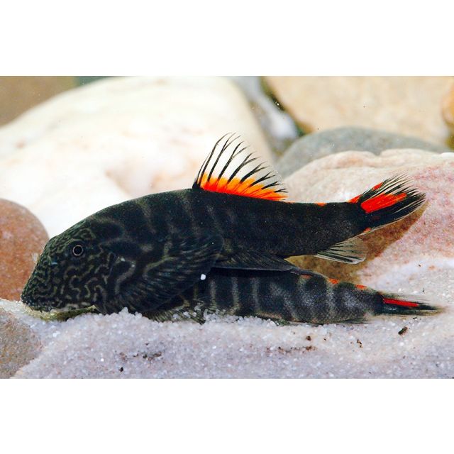 Gastromyzon sp. Bloody Mary 3-4cm