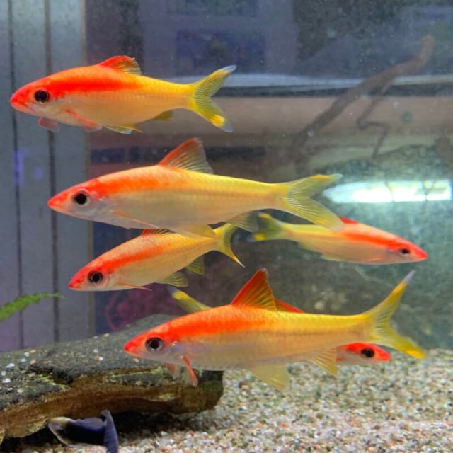 Barbus Denisonii GOLD 6-8cm