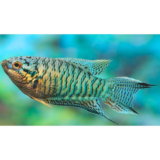 Macropodus opercularis Blu tiger 3-4cm