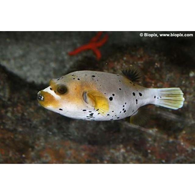 Arothron nigropuntatus 5/7cm