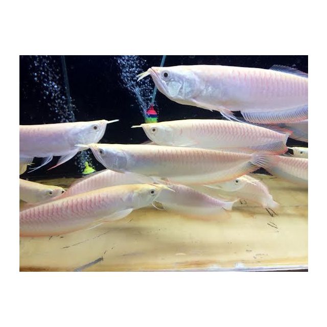 Osteoglossum bicirrhosum ALBINO 12-15cm