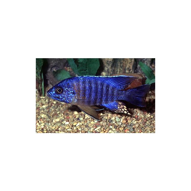 Aulonocara new blue orchid 6-7cm