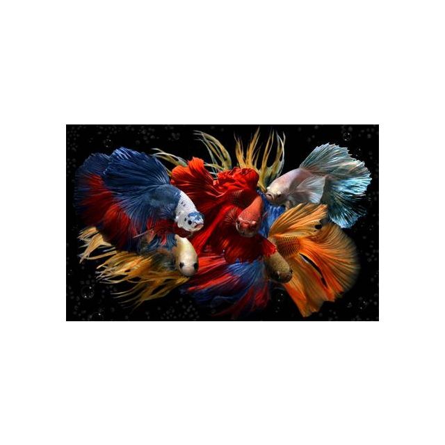 Betta splendens maschi crown tail MIX COLORI