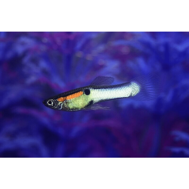 COPPIA Guppy Endler Campoma n 40 "steel tail"