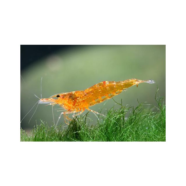 Caridina C.f Propinqua