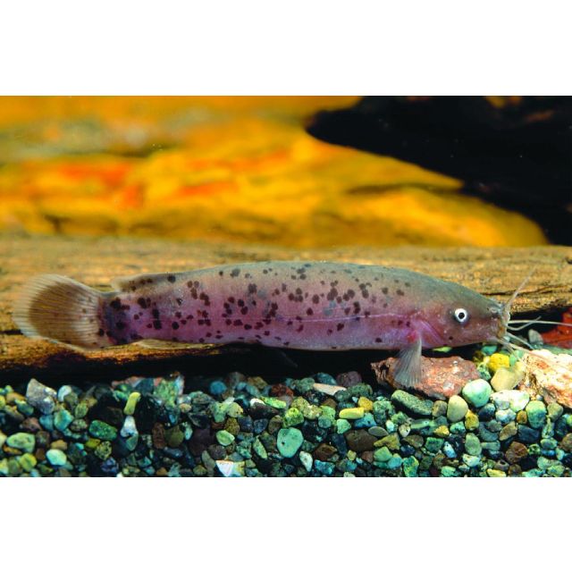 Malapterurus electricus 4/6cm