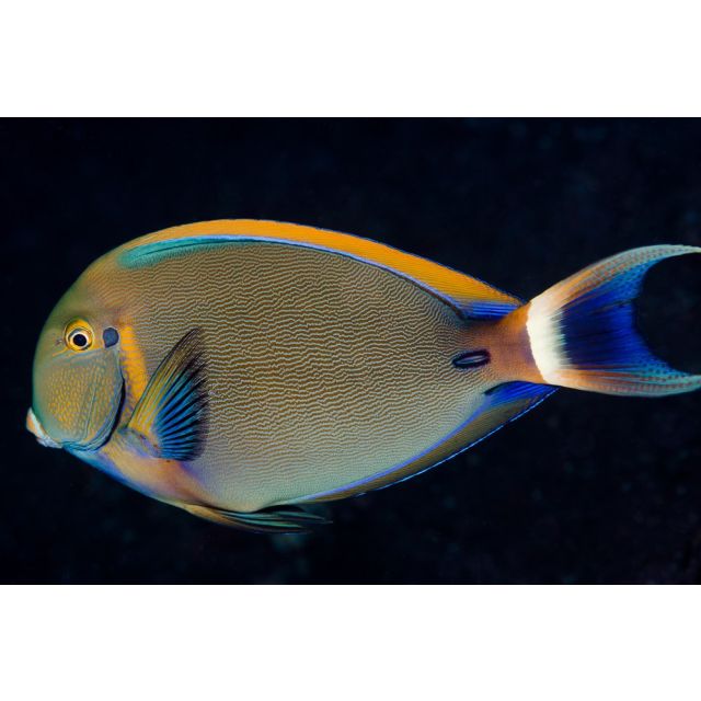 Acanthurus Barienne Juv. 8/10cm