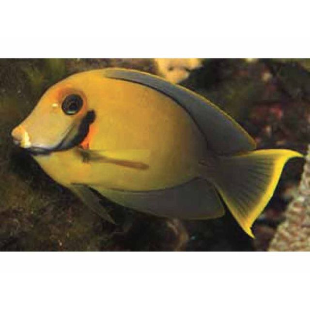 Acanthurus pyroferus livrea giovanile 4-6cm