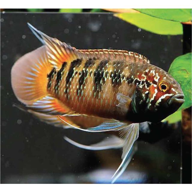 Nannacara adoketa 3cm