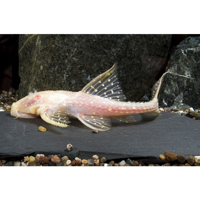 Acanthicus adonis white spott ALBINO 4-6cm