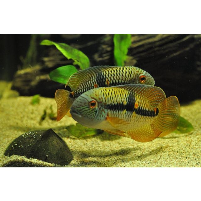 Aequidens Diadema 4-6cm