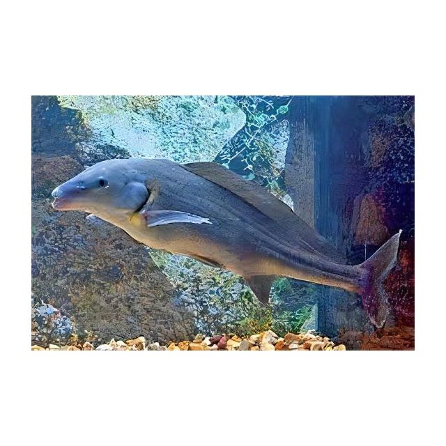 Mormyrus Longirostris 4-6cm