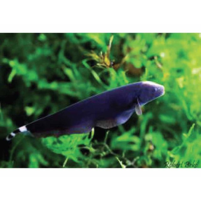 Apteronotus albifrons 6-8cm
