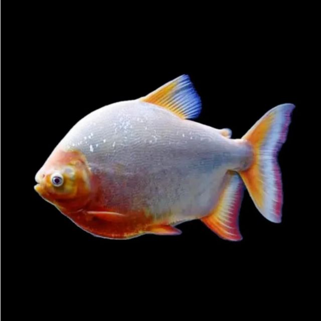 Colossoma Brachypomum Albino "Pacu" 4-5cm