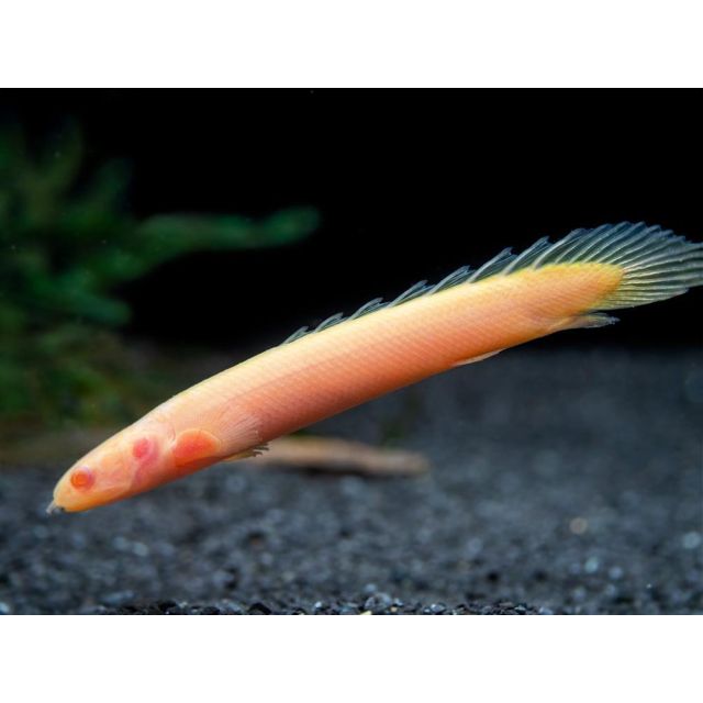 Polypterus senegalensis albino 6-8cm