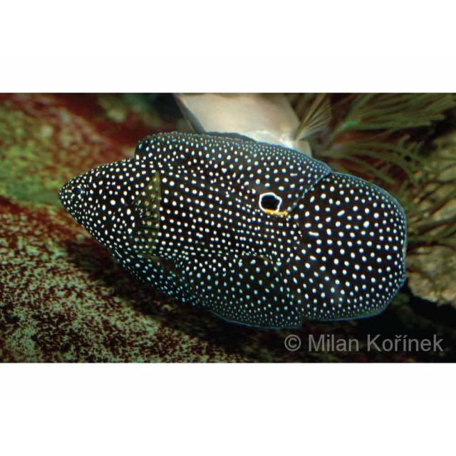 Calloplesiops altivelis 10/12cm