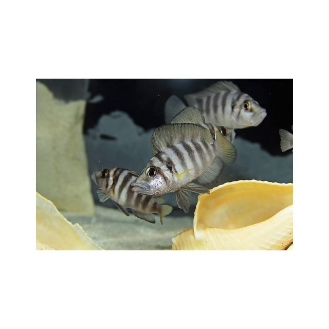 Altolamprologus compressiceps sumbu shell 2-3cm