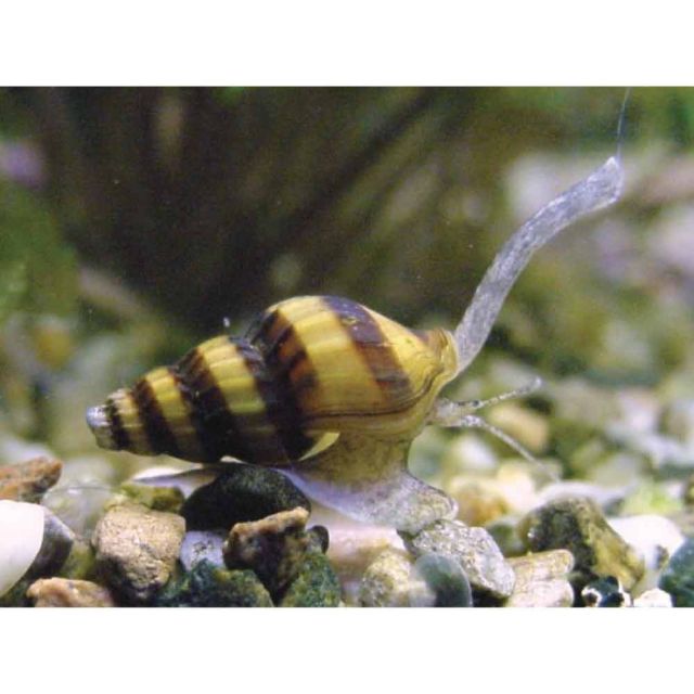 Anentome Helena 1-2cm
