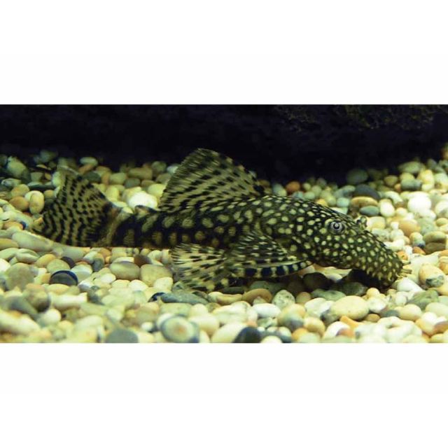 Ancistrus black 7-8cm